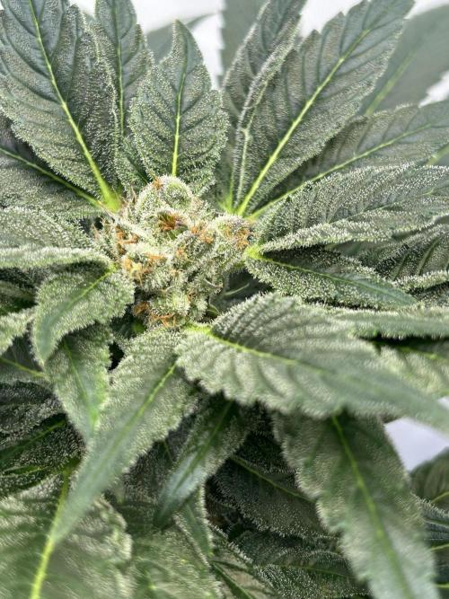 Blue zushi aka Blue Zenith. Week 11