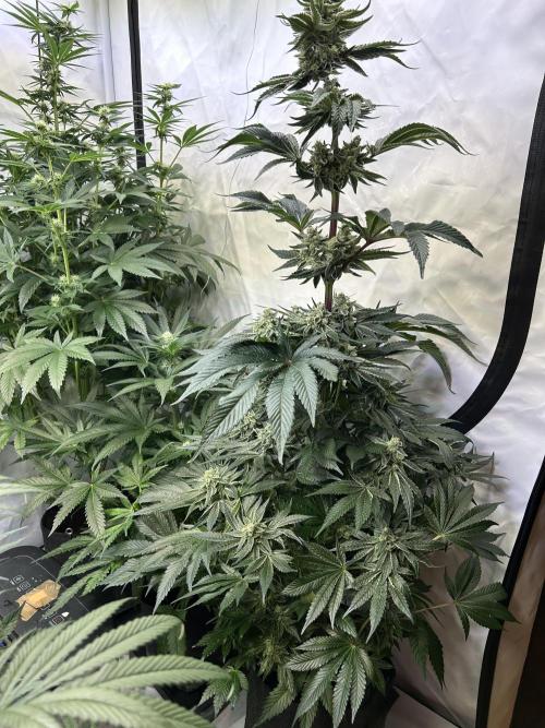 Melonade Runtz. Week 11