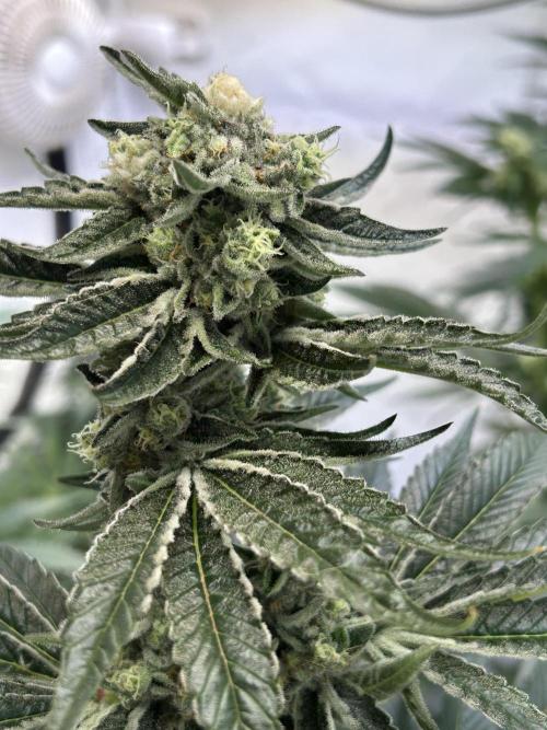 Melonade Runtz. Week 11