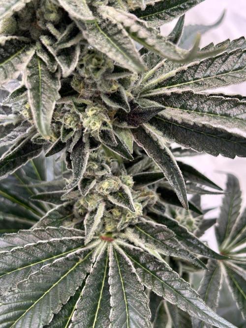 Melonade Runtz. Week 11