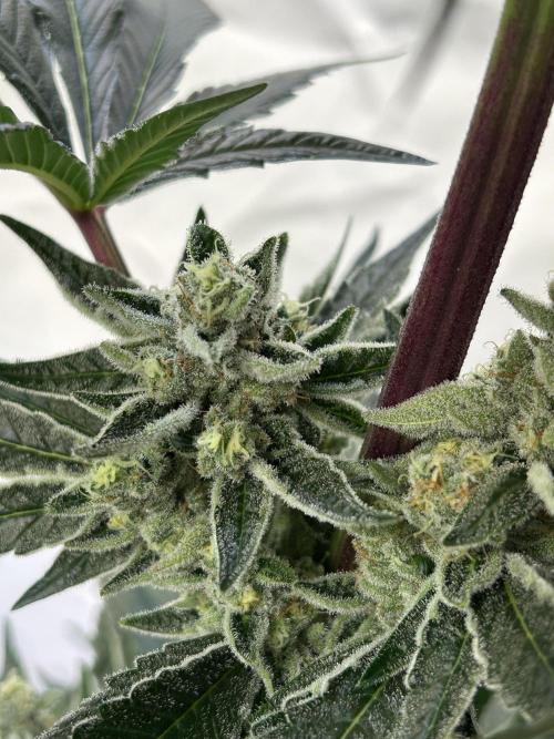 Melonade Runtz. Week 11