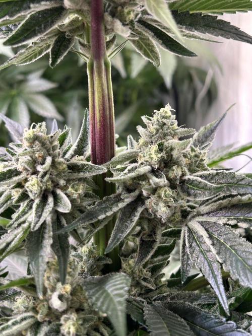 Melonade Runtz. Week 11