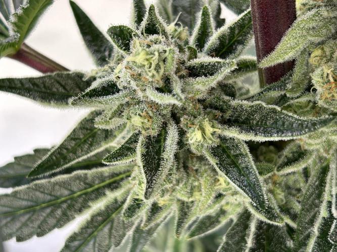 Melonade Runtz. Week 11