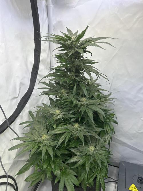 Blue zushi aka Blue Zenith. Week 12