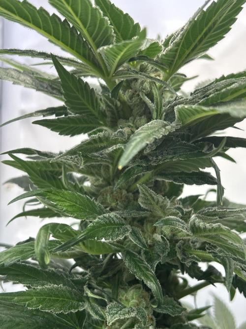 Blue zushi aka Blue Zenith. Week 12