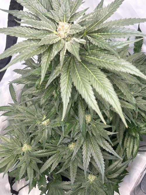 Blue zushi aka Blue Zenith. Week 12