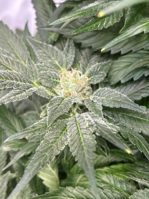 Blue Zenith. Week 12