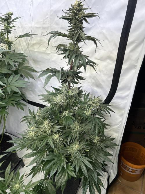 Melonade Runtz. Week 12