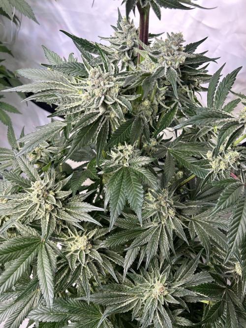 Melonade Runtz. Week 12
