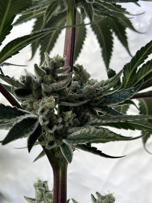 Melonade Runtz. Week 12