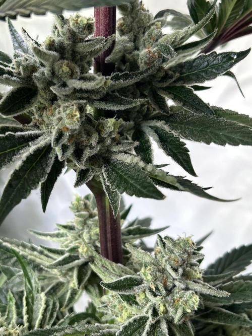 Melonade Runtz. Week 12