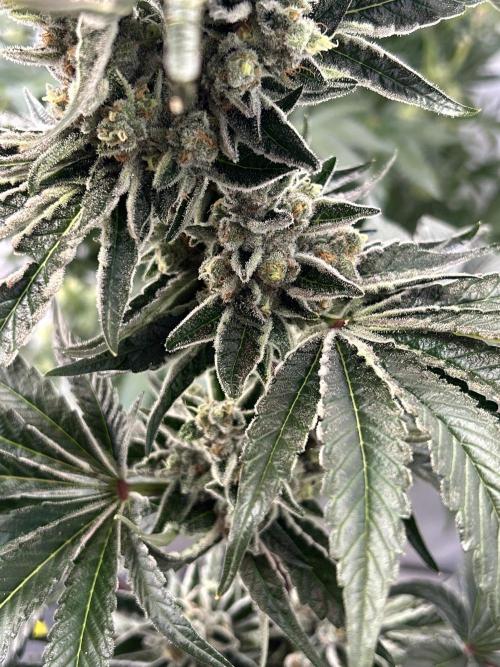 Melonade Runtz. Week 12