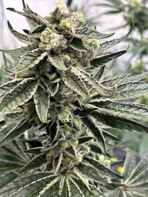 Melonade Runtz. Week 12