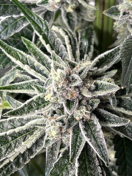 Melonade Runtz. Week 12