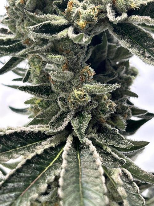 Melonade Runtz. Week 12