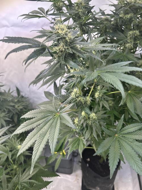 Gello-Z. Week 10