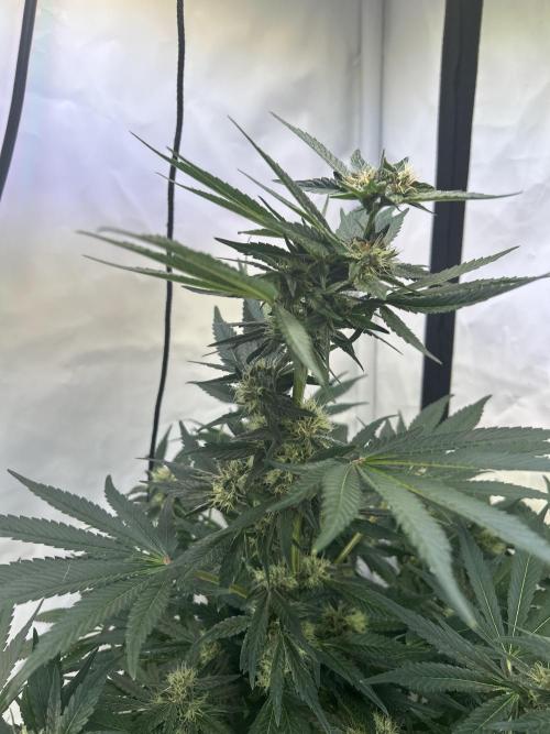 Gello-Z. Week 10