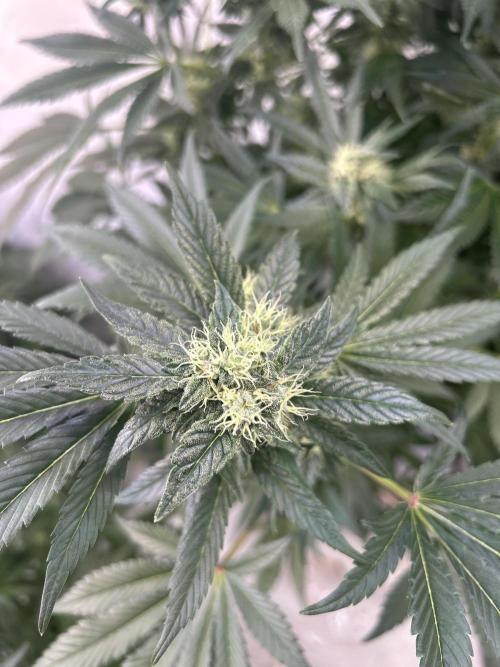 Gello-Z. Week 10