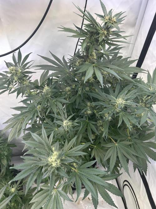 Gello-Z. Week 10