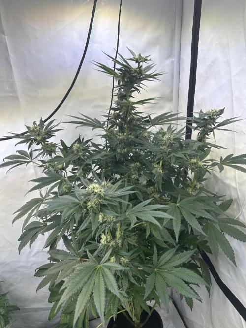 Gello-Z. Week 10