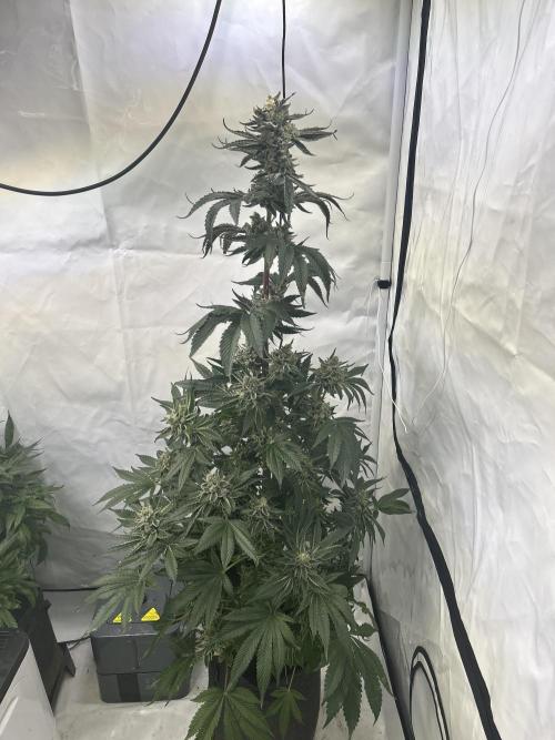 Melonade Runtz. Week 13