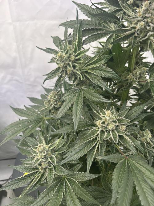Melonade Runtz. Week 13