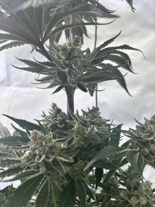 Melonade Runtz. Week 13