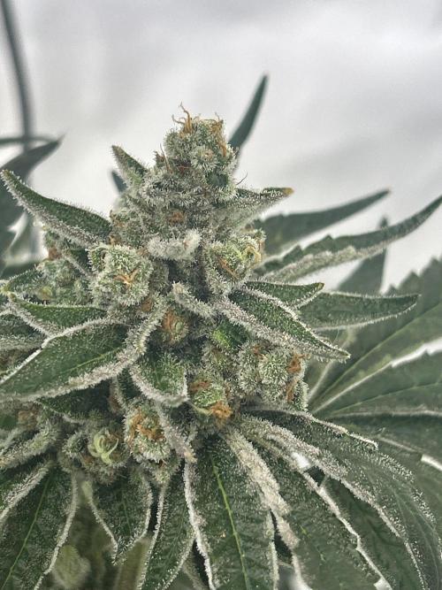 Melonade Runtz. Week 13