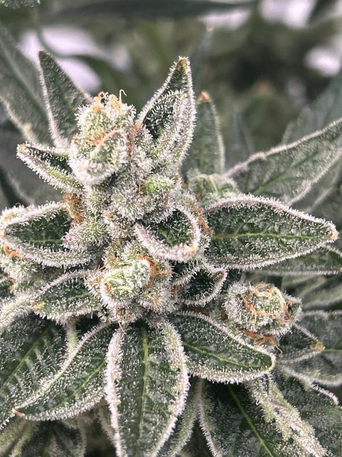 Melonade Runtz. Week 13