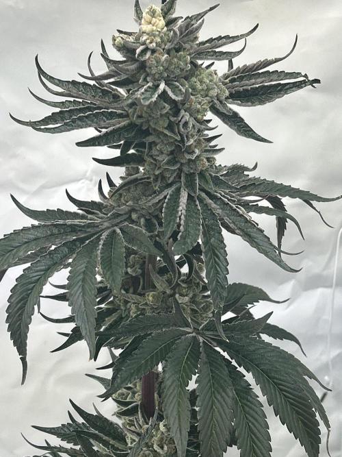 Melonade Runtz. Week 13