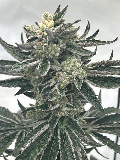 Melonade Runtz. Week 13