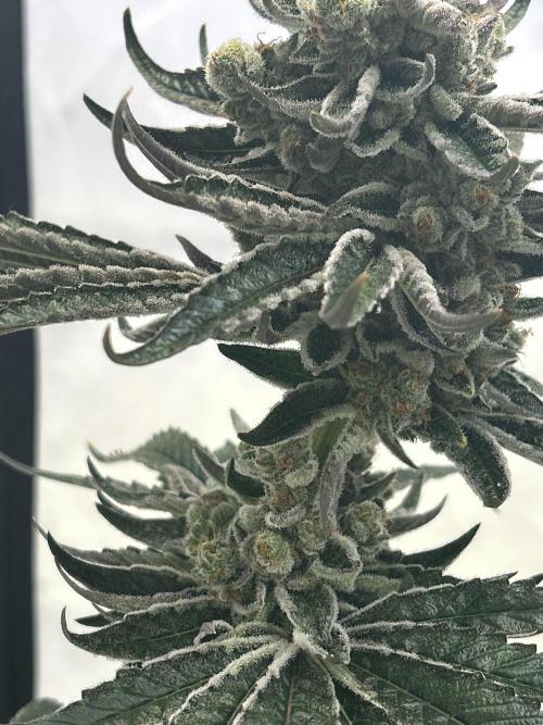 Melonade Runtz. Week 13