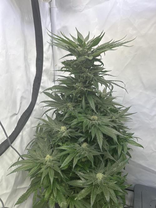 Blue zushi aka Blue Zenith. Week 13