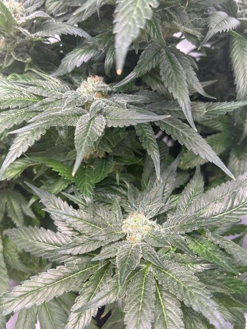 Blue zushi aka Blue Zenith. Week 13