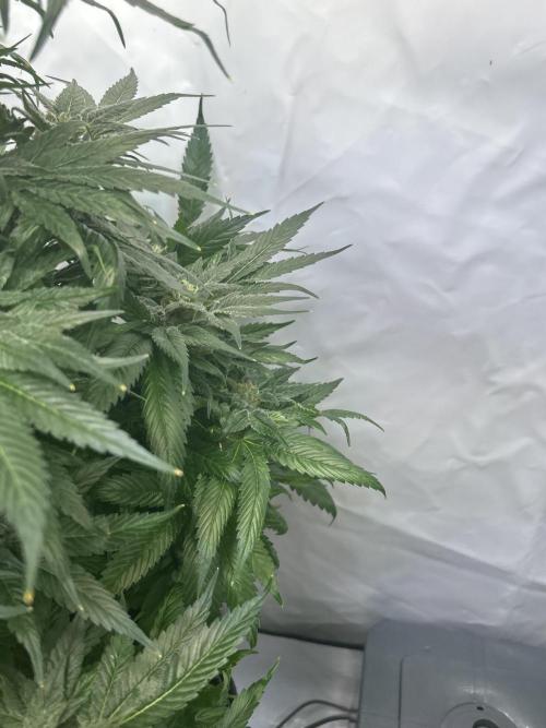 Blue zushi aka Blue Zenith. Week 13