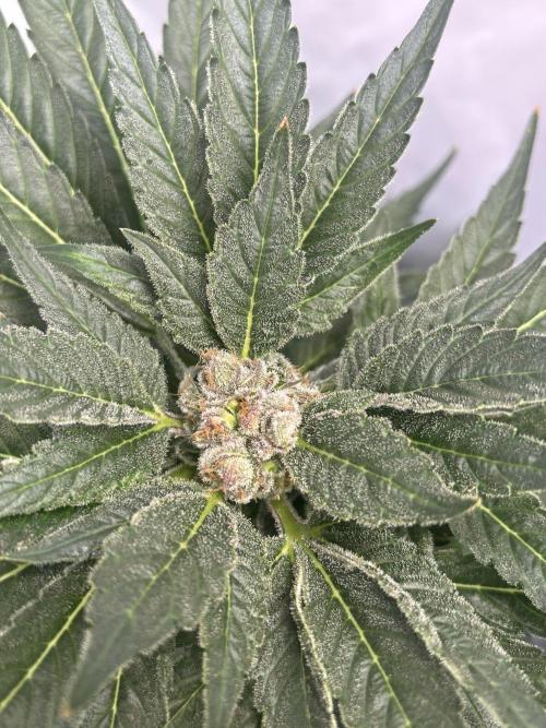 Blue zushi aka Blue Zenith. Week 13