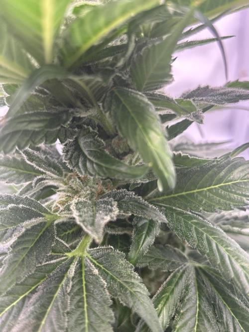 Blue Zenith. Week 13