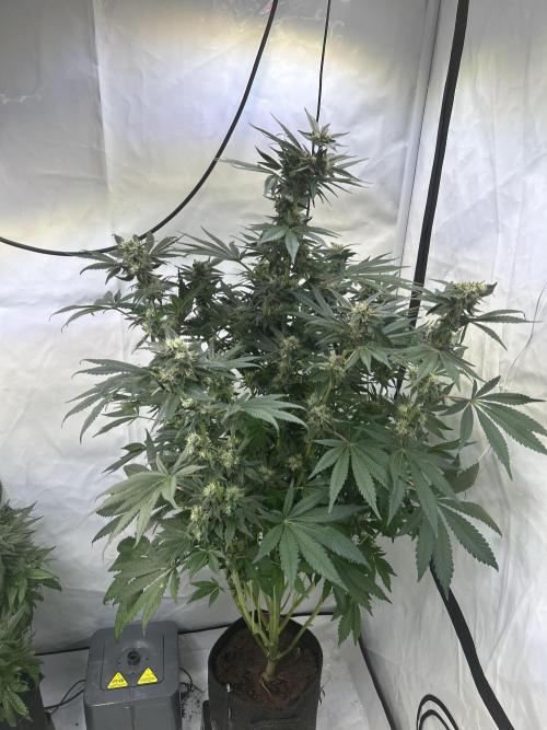 Gello-Z. Week 11