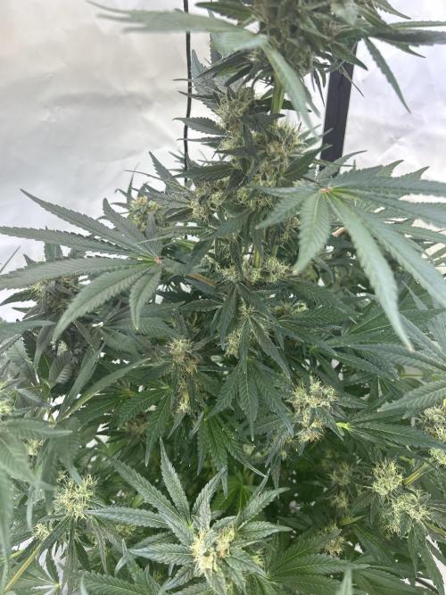 Gello-Z. Week 11