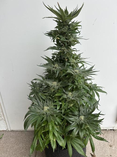 Blue zushi aka Blue Zenith. Week 14