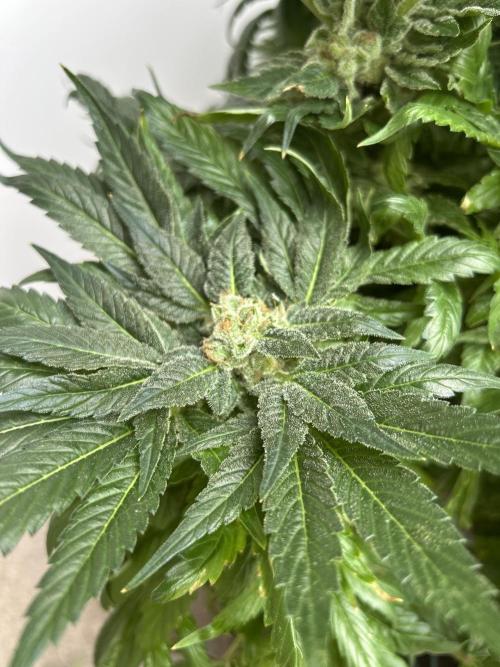 Blue zushi aka Blue Zenith. Week 14