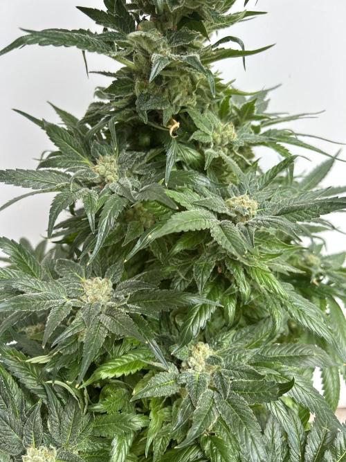 Blue zushi aka Blue Zenith. Week 14