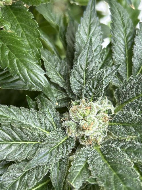 Blue zushi aka Blue Zenith. Week 14