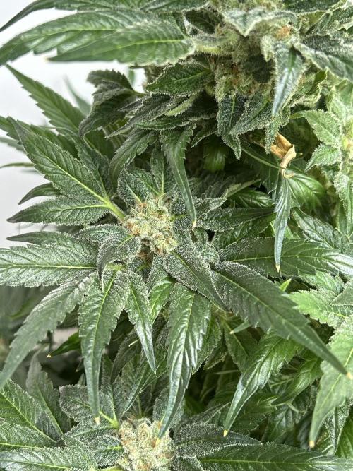Blue zushi aka Blue Zenith. Week 14