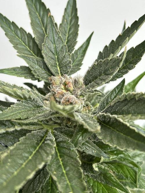 Blue zushi aka Blue Zenith. Week 14