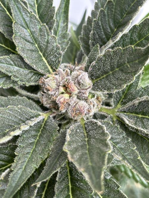 Blue zushi aka Blue Zenith. Week 14