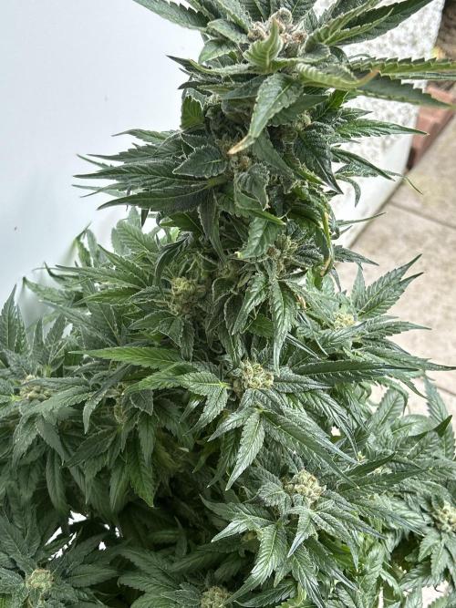 Blue zushi aka Blue Zenith. Week 14