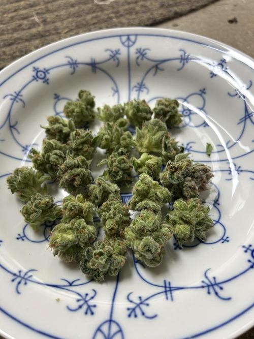 Blue zushi aka Blue Zenith. Week 14