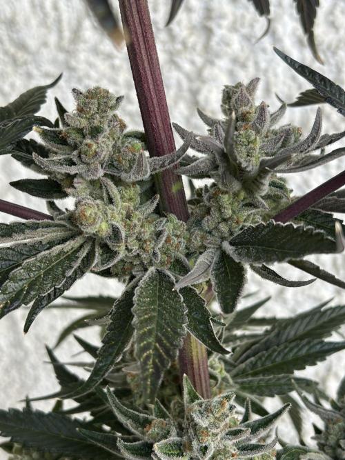 Melonade Runtz. Week 14