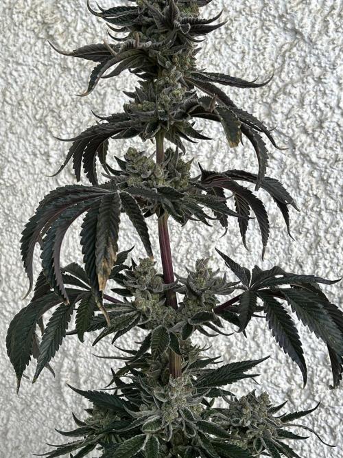 Melonade Runtz. Week 14